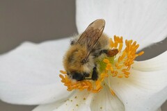 Bombus pascuorum