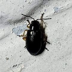Lysathia ludoviciana
