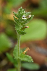 Euphrasia hirtella
