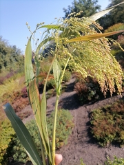 Panicum miliaceum miliaceum