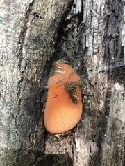 Fistulina hepatica