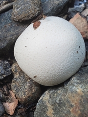 Lycoperdaceae