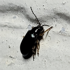 Lysathia ludoviciana