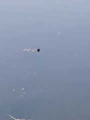 Chrysemys picta picta