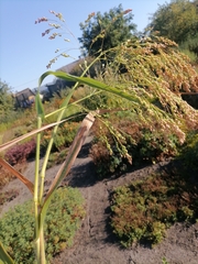 Panicum miliaceum miliaceum