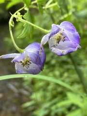 Aconitum uncinatum