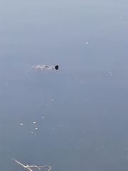 Chrysemys picta picta