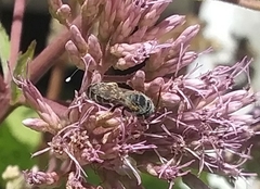 Halictus ligatus