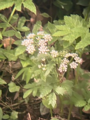 Cicuta maculata