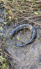 Siren lacertina