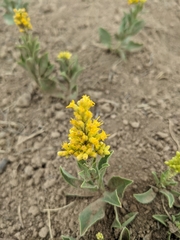 Solidago velutina