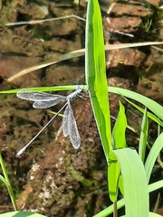 Lestes vigilax