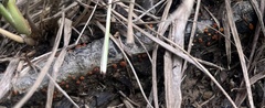 Amphilogia gyrosa