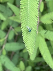 Condylostylus armipes