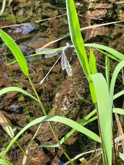 Lestes vigilax