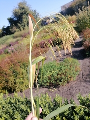 Panicum miliaceum miliaceum