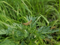 Pseudochorthippus parallelus