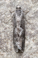 Epinotia