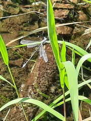 Lestes vigilax