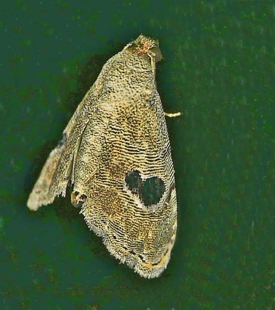 Abablemma duomaculata