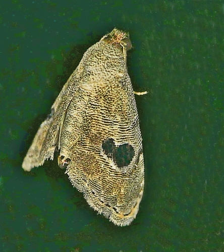 Abablemma duomaculata Barnes & Benjamin, 1925