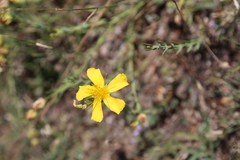 Hypericum aethiopicum