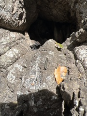 Phryganidia californica