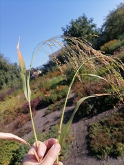 Panicum miliaceum miliaceum