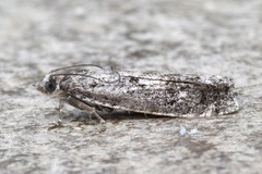 Epinotia