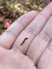 Phryganidia californica