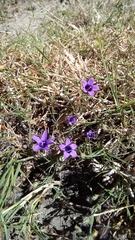 Campanula lusitanica lusitanica