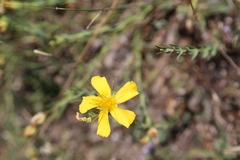 Hypericum aethiopicum