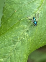 Condylostylus armipes