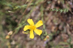 Hypericum aethiopicum
