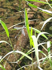 Lestes vigilax
