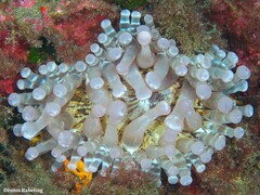 Telmatactis cricoides