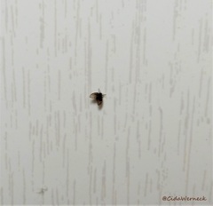 Clogmia albipunctata