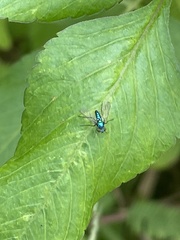 Condylostylus armipes