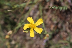 Hypericum aethiopicum