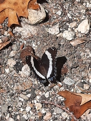 Limenitis arthemis arthemis
