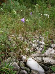Campanula rotundifolia