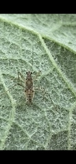 Insecta