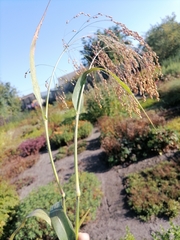 Panicum miliaceum miliaceum