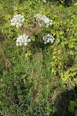 Seseli annuum