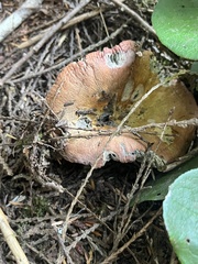 Hypomyces lactifluorum