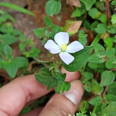 Melastomeae
