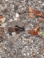 Limenitis arthemis arthemis