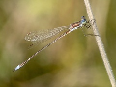 Lestes virens