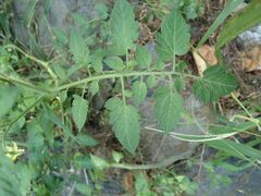 Solanum lycopersicum