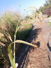 Panicum miliaceum miliaceum